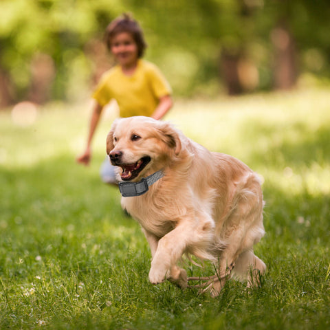 Citronella Bark Collar for Dogs – Anti-Barking Spray, Waterproof